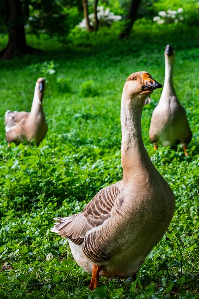 During the day on the green grass, brown duck
